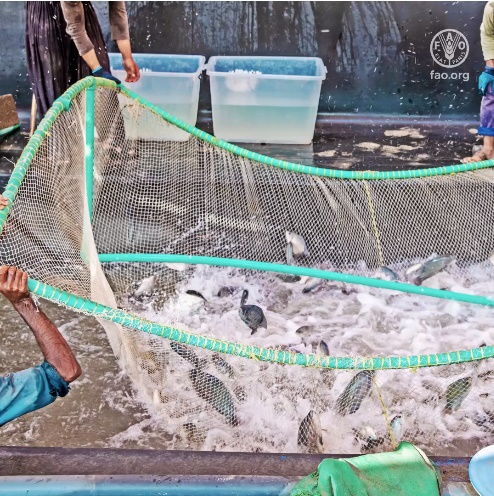 第四屆全球水產(chǎn)養(yǎng)殖大會開幕,聯(lián)合國糧農(nóng)組織總干事出席大會并講話