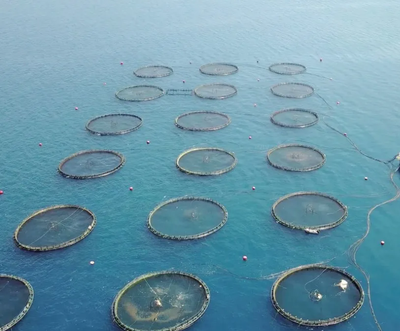解開水產生物生長品質性狀的基因謎題