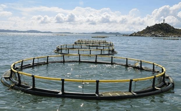 水產(chǎn)養(yǎng)殖賺錢前景,發(fā)財(cái)致富指日可待-牧之驕