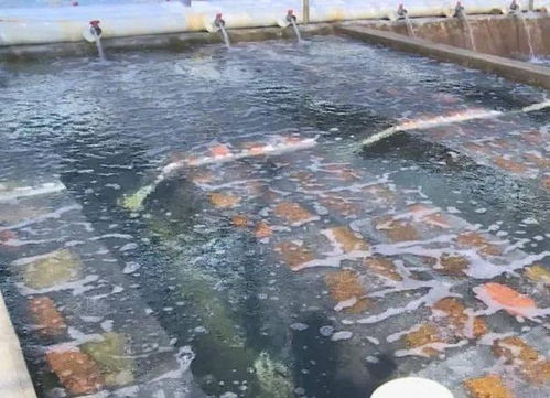 水產養殖準備工作有哪些