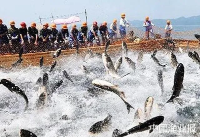 水產(chǎn)養(yǎng)殖智慧化不能照搬技術(shù)