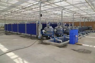 新疆兵團十二師二二二團室內循環水工廠養殖螃蟹獲得成功