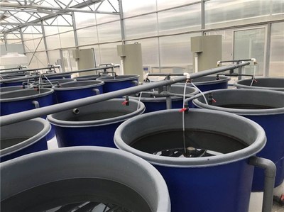 工廠化養(yǎng)魚槽-工廠化養(yǎng)魚-武漢智慧農研(查看)