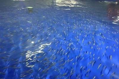 又一條名優(yōu)海魚獲得突破!五年攻關(guān),山東首次突破黃帶擬鲹人工繁育技術(shù)