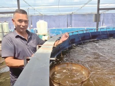 海歸博士渤海取水,在江夏養殖南美白對蝦,年產30萬公斤!