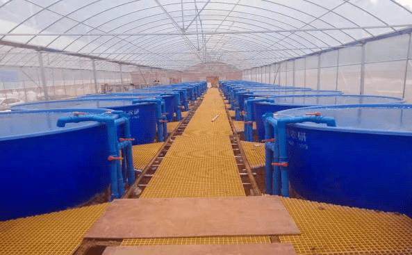 細心研發(fā)了專屬的循環(huán)水生態(tài)養(yǎng)殖設(shè)備,開發(fā)出水產(chǎn)生態(tài)循環(huán)圈.