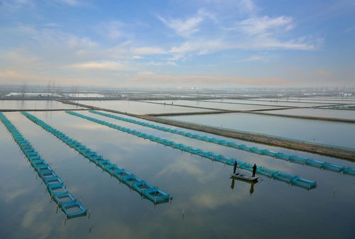 回訪代言人 共享豐收樂 大養(yǎng)蟹到養(yǎng)大蟹,泗洪大閘蟹 鉗 住財富