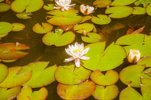 有益菌在水產(chǎn)養(yǎng)殖中真的有作用嗎
