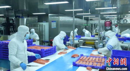 新疆產(chǎn)三文魚暢銷國內(nèi)外市場