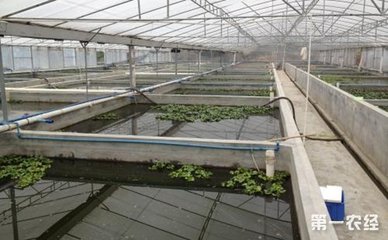 高原單元式循環水產養殖系統研發成功 為水產養殖注入科技力量