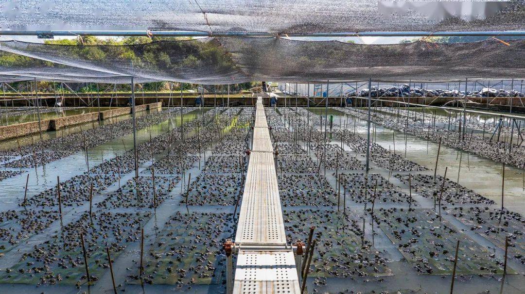 國家種業陣型企業丨中洋集團助力河鲀、蛙類&ldquo;破難題&rdquo;
