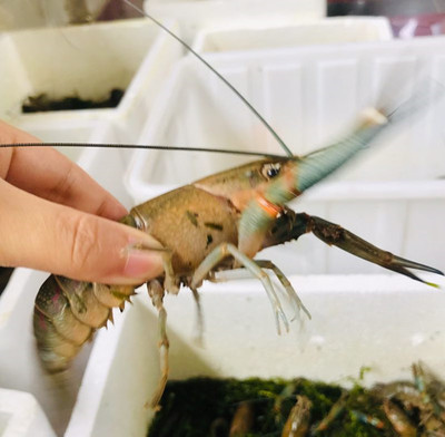 澳龍水產研發與品牌孵化中心在重慶揭牌