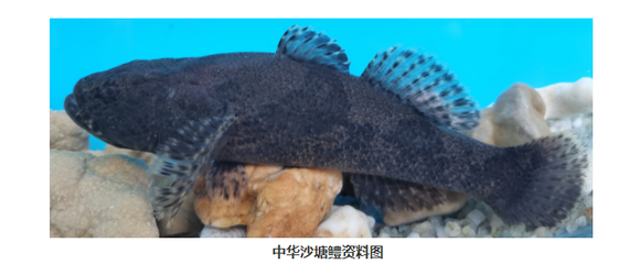 湖北省成功繁育6種長江野生魚苗,長江刀魚苗已達3萬多尾!