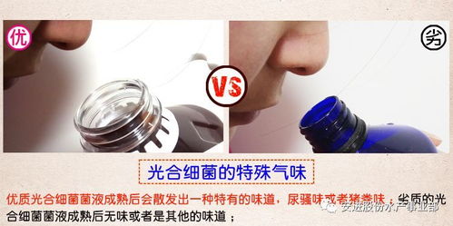 光合細菌在水產(chǎn)養(yǎng)殖上的應(yīng)用小結(jié)