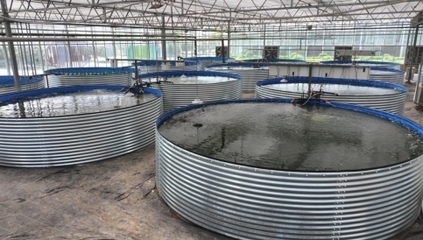 【鄉(xiāng)村行 看振興】鄲城:深耕漁業(yè)挖潛能 做優(yōu)做活&ldquo;水&rdquo;文章