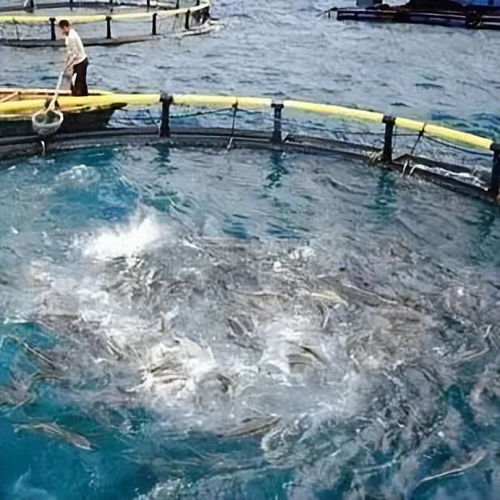 晶合物聯(lián) 智慧水產(chǎn)養(yǎng)殖技術(shù)驅(qū)動產(chǎn)業(yè)升級，融合農(nóng)家樂休閑觀光服務(wù)