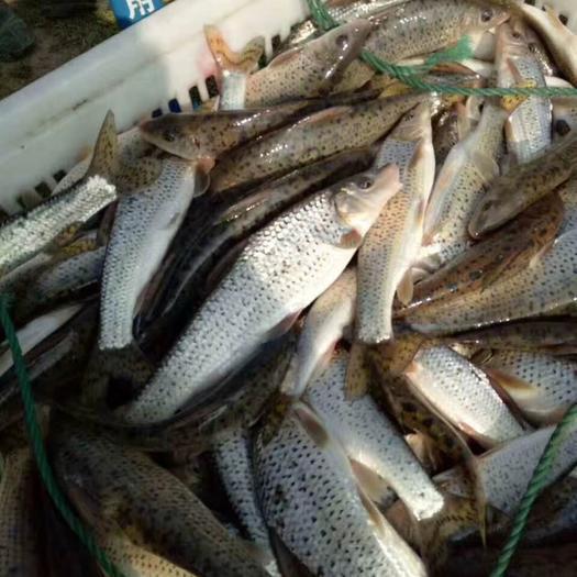 想養花骨魚？這些養殖技巧你必須掌握