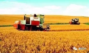 今年農業整體呈現'四漲一降'態勢，水產養殖表現突出